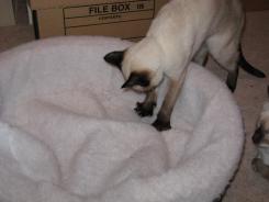 more kittens